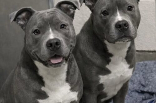 Mickey e Minnie rischiano di essere separati, una coppia li adotta insieme I due pitbull erano già tornati due volte in rifugio. La loro paura della separazione ha convinto una famiglia a portarli entrambi a casa. La responsabile del rifugio li aveva avvertiti prima ancora di entrare nell’area delle gabbie. «Se portate fuori il maschio per una passeggiata, non chiudete mai la porta davanti alla femmina. Andrà nel panico e si farà male cercando di raggiungerlo.» La coppia era arrivata con l’intenzione di adottare un solo cane. Viveva in una piccola fattoria con un giardino abbastanza grande, ma aveva deciso di contenere le spese e di compiere una scelta sostenibile. Il programma è cambiato quando ha incontrato Mickey e Minnie. I due pitbull dal mantello grigio-blu erano seduti sulla stessa coperta, stretti l’uno contro l’altra. Non abbaiavano e non cercavano di attirare l’attenzione dei visitatori. Rimanevano immobili, mantenendo sempre un contatto fisico. Mickey e Minnie riportati due volte al rifugio Una volontaria ha spiegato che i due cani erano già stati adottati e restituiti in due occasioni. Il motivo non riguardava episodi di aggressività o difficoltà nella gestione quotidiana. Mickey e Minnie venivano descritti come animali tranquilli, affettuosi e abituati alla presenza delle persone. Il problema era la loro incapacità di restare separati. Quando Mickey usciva dalla stanza, Minnie iniziava a piangere e a graffiare la porta nel tentativo di raggiungerlo. Per lei, perdere di vista il compagno significava rivivere la paura di essere lasciata sola. La situazione stava diventando difficile anche per il rifugio, ormai vicino al limite della capienza. Tra le ipotesi prese in considerazione c’era quella di affidare i due pitbull a famiglie differenti, aumentando così le possibilità di trovare rapidamente un’adozione. Una soluzione pratica, ma rischiosa per il loro equilibrio. La scelta davanti alla gabbia Durante la visita, Mickey ha appoggiato la testa sulla spalla di Minnie. La femmina si è stretta ulteriormente contro di lui. Entrambi tremavano, senza emettere alcun suono. I visitatori continuavano a passare davanti alla gabbia, spesso scoraggiati dalla taglia dei due animali e dalla prospettiva di accoglierli insieme. Per molte famiglie rappresentavano un impegno troppo grande. Il marito della donna ha osservato a lungo i due cani. Poi si è avvicinato alla parete del rifugio e ha preso due guinzagli. «Non si separa una famiglia», ha detto. La decisione di adottare un solo animale è stata abbandonata. Mickey e Minnie hanno lasciato il canile nello stesso giorno e sono stati trasferiti insieme nella fattoria. La nuova casa dei due pitbull L’arrivo dei due cani ha comportato il raddoppio delle spese veterinarie, del cibo e degli impegni quotidiani. La coppia ha dovuto riorganizzare gli spazi domestici e abituarsi alla presenza di circa 65 chili complessivi di pitbull. Mickey e Minnie trascorrono gran parte del tempo insieme anche nella nuova casa. Dormono vicini, condividono il giardino e cercano spesso il contatto con i loro proprietari. La paura della separazione non è scomparsa immediatamente, ma il nuovo ambiente ha permesso a entrambi di trovare una maggiore stabilità. La famiglia era entrata nel rifugio pensando di tornare a casa con un solo cane. Ne è uscita con due guinzagli e con la consapevolezza di aver evitato che un legame costruito negli anni venisse spezzato.