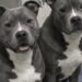 Mickey e Minnie rischiano di essere separati, una coppia li adotta insieme I due pitbull erano già tornati due volte in rifugio. La loro paura della separazione ha convinto una famiglia a portarli entrambi a casa. La responsabile del rifugio li aveva avvertiti prima ancora di entrare nell’area delle gabbie. «Se portate fuori il maschio per una passeggiata, non chiudete mai la porta davanti alla femmina. Andrà nel panico e si farà male cercando di raggiungerlo.» La coppia era arrivata con l’intenzione di adottare un solo cane. Viveva in una piccola fattoria con un giardino abbastanza grande, ma aveva deciso di contenere le spese e di compiere una scelta sostenibile. Il programma è cambiato quando ha incontrato Mickey e Minnie. I due pitbull dal mantello grigio-blu erano seduti sulla stessa coperta, stretti l’uno contro l’altra. Non abbaiavano e non cercavano di attirare l’attenzione dei visitatori. Rimanevano immobili, mantenendo sempre un contatto fisico. Mickey e Minnie riportati due volte al rifugio Una volontaria ha spiegato che i due cani erano già stati adottati e restituiti in due occasioni. Il motivo non riguardava episodi di aggressività o difficoltà nella gestione quotidiana. Mickey e Minnie venivano descritti come animali tranquilli, affettuosi e abituati alla presenza delle persone. Il problema era la loro incapacità di restare separati. Quando Mickey usciva dalla stanza, Minnie iniziava a piangere e a graffiare la porta nel tentativo di raggiungerlo. Per lei, perdere di vista il compagno significava rivivere la paura di essere lasciata sola. La situazione stava diventando difficile anche per il rifugio, ormai vicino al limite della capienza. Tra le ipotesi prese in considerazione c’era quella di affidare i due pitbull a famiglie differenti, aumentando così le possibilità di trovare rapidamente un’adozione. Una soluzione pratica, ma rischiosa per il loro equilibrio. La scelta davanti alla gabbia Durante la visita, Mickey ha appoggiato la testa sulla spalla di Minnie. La femmina si è stretta ulteriormente contro di lui. Entrambi tremavano, senza emettere alcun suono. I visitatori continuavano a passare davanti alla gabbia, spesso scoraggiati dalla taglia dei due animali e dalla prospettiva di accoglierli insieme. Per molte famiglie rappresentavano un impegno troppo grande. Il marito della donna ha osservato a lungo i due cani. Poi si è avvicinato alla parete del rifugio e ha preso due guinzagli. «Non si separa una famiglia», ha detto. La decisione di adottare un solo animale è stata abbandonata. Mickey e Minnie hanno lasciato il canile nello stesso giorno e sono stati trasferiti insieme nella fattoria. La nuova casa dei due pitbull L’arrivo dei due cani ha comportato il raddoppio delle spese veterinarie, del cibo e degli impegni quotidiani. La coppia ha dovuto riorganizzare gli spazi domestici e abituarsi alla presenza di circa 65 chili complessivi di pitbull. Mickey e Minnie trascorrono gran parte del tempo insieme anche nella nuova casa. Dormono vicini, condividono il giardino e cercano spesso il contatto con i loro proprietari. La paura della separazione non è scomparsa immediatamente, ma il nuovo ambiente ha permesso a entrambi di trovare una maggiore stabilità. La famiglia era entrata nel rifugio pensando di tornare a casa con un solo cane. Ne è uscita con due guinzagli e con la consapevolezza di aver evitato che un legame costruito negli anni venisse spezzato.