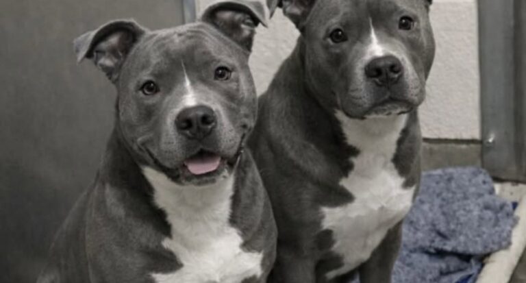 Mickey e Minnie rischiano di essere separati, una coppia li adotta insieme I due pitbull erano già tornati due volte in rifugio. La loro paura della separazione ha convinto una famiglia a portarli entrambi a casa. La responsabile del rifugio li aveva avvertiti prima ancora di entrare nell’area delle gabbie. «Se portate fuori il maschio per una passeggiata, non chiudete mai la porta davanti alla femmina. Andrà nel panico e si farà male cercando di raggiungerlo.» La coppia era arrivata con l’intenzione di adottare un solo cane. Viveva in una piccola fattoria con un giardino abbastanza grande, ma aveva deciso di contenere le spese e di compiere una scelta sostenibile. Il programma è cambiato quando ha incontrato Mickey e Minnie. I due pitbull dal mantello grigio-blu erano seduti sulla stessa coperta, stretti l’uno contro l’altra. Non abbaiavano e non cercavano di attirare l’attenzione dei visitatori. Rimanevano immobili, mantenendo sempre un contatto fisico. Mickey e Minnie riportati due volte al rifugio Una volontaria ha spiegato che i due cani erano già stati adottati e restituiti in due occasioni. Il motivo non riguardava episodi di aggressività o difficoltà nella gestione quotidiana. Mickey e Minnie venivano descritti come animali tranquilli, affettuosi e abituati alla presenza delle persone. Il problema era la loro incapacità di restare separati. Quando Mickey usciva dalla stanza, Minnie iniziava a piangere e a graffiare la porta nel tentativo di raggiungerlo. Per lei, perdere di vista il compagno significava rivivere la paura di essere lasciata sola. La situazione stava diventando difficile anche per il rifugio, ormai vicino al limite della capienza. Tra le ipotesi prese in considerazione c’era quella di affidare i due pitbull a famiglie differenti, aumentando così le possibilità di trovare rapidamente un’adozione. Una soluzione pratica, ma rischiosa per il loro equilibrio. La scelta davanti alla gabbia Durante la visita, Mickey ha appoggiato la testa sulla spalla di Minnie. La femmina si è stretta ulteriormente contro di lui. Entrambi tremavano, senza emettere alcun suono. I visitatori continuavano a passare davanti alla gabbia, spesso scoraggiati dalla taglia dei due animali e dalla prospettiva di accoglierli insieme. Per molte famiglie rappresentavano un impegno troppo grande. Il marito della donna ha osservato a lungo i due cani. Poi si è avvicinato alla parete del rifugio e ha preso due guinzagli. «Non si separa una famiglia», ha detto. La decisione di adottare un solo animale è stata abbandonata. Mickey e Minnie hanno lasciato il canile nello stesso giorno e sono stati trasferiti insieme nella fattoria. La nuova casa dei due pitbull L’arrivo dei due cani ha comportato il raddoppio delle spese veterinarie, del cibo e degli impegni quotidiani. La coppia ha dovuto riorganizzare gli spazi domestici e abituarsi alla presenza di circa 65 chili complessivi di pitbull. Mickey e Minnie trascorrono gran parte del tempo insieme anche nella nuova casa. Dormono vicini, condividono il giardino e cercano spesso il contatto con i loro proprietari. La paura della separazione non è scomparsa immediatamente, ma il nuovo ambiente ha permesso a entrambi di trovare una maggiore stabilità. La famiglia era entrata nel rifugio pensando di tornare a casa con un solo cane. Ne è uscita con due guinzagli e con la consapevolezza di aver evitato che un legame costruito negli anni venisse spezzato.