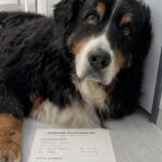 Portano Brioche in clinica per sopprimerlo, la veterinaria rifiuta l’eutanasia