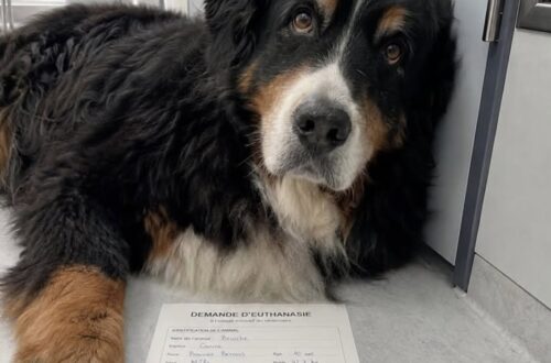 Portano Brioche in clinica per sopprimerlo, la veterinaria rifiuta l’eutanasia Il bovaro del Bernese, dieci anni e nessuna grave malattia, sarebbe stato lasciato in clinica perché la famiglia voleva prendere un cucciolo. Era arrivato in clinica alle 14 con una richiesta di eutanasia. Dodici minuti più tardi, Brioche, un bovaro del Bernese di dieci anni, continuava ad appoggiare la testa sulle ginocchia delle persone sedute in sala d’attesa. Secondo il racconto di un’assistente veterinaria, il cane non presentava patologie tali da giustificare la soppressione. Sulla scheda consegnata dalla coppia che lo accompagnava sarebbe stato indicato un motivo diverso: l’arrivo di un cucciolo e la presunta difficoltà di farlo convivere con un animale ormai anziano. La veterinaria, dopo aver visitato il cane, ha respinto la richiesta. Brioche è stato poi accolto dall’assistente e portato nella sua nuova casa. Brioche portato in clinica senza essere malato La coppia si sarebbe presentata con il cane al guinzaglio corto, senza portare con sé coperte o oggetti personali. Alla domanda sulle sue condizioni, la donna avrebbe risposto: “Niente di particolare. Sta diventando vecchio. E andremo a prendere un cucciolo, con lui sarebbe complicato.” Brioche camminava lentamente, ma non mostrava paura. Nella sala d’attesa si era avvicinato alle persone presenti, lasciandosi accarezzare da una donna anziana e da un bambino. Durante la visita, la veterinaria avrebbe controllato il cuore, i polmoni, le articolazioni e gli occhi. Il cane si sarebbe lasciato esaminare senza opporre resistenza. Terminati gli accertamenti, la professionista ha rinunciato a preparare l’iniezione e ha scritto sulla scheda, con una penna rossa, una sola parola: “RIFIUTATO.” La coppia lascia il cane nella struttura Di fronte alla decisione della veterinaria, i proprietari non avrebbero insistito. L’uomo avrebbe detto: “Bene, fatene quello che volete. Noi dobbiamo andare.” La coppia è quindi uscita dalla clinica senza portare con sé Brioche. Il cane li avrebbe seguiti con lo sguardo fino alla porta, alzandosi con fatica come se aspettasse di essere richiamato. Nel parcheggio, sul sedile posteriore della loro automobile, l’assistente avrebbe notato una coperta nuova e un guinzaglio ancora confezionato, presumibilmente destinati al cucciolo che la famiglia intendeva accogliere. Per il resto del pomeriggio, Brioche è rimasto sdraiato accanto alla porta a vetri. A ogni rumore proveniente dall’esterno sollevava la testa, continuando ad aspettare il ritorno delle persone con cui aveva vissuto. L’adozione da parte dell’assistente veterinaria Intorno alle 17, l’assistente si è avvicinata al cane e gli ha chiesto: “Vieni con me, Brioche?” L’animale non avrebbe reagito immediatamente. Dopo alcuni istanti, però, ha appoggiato la testa sulla spalla della donna, che quella sera ha deciso di portarlo a casa. Ad attenderlo c’era la figlia di otto anni dell’assistente. La bambina si è seduta sul pavimento senza avvicinarsi bruscamente. Brioche ha annusato la stanza e si è poi sdraiato accanto a lei. “È il cane che non abbiamo ucciso”, avrebbe sussurrato la bambina. Da allora il bovaro dorme accanto al suo letto, la accompagna per casa e continua a reagire quando un’automobile rallenta davanti all’ingresso. Dopo qualche istante, però, torna sempre accanto alla nuova famiglia. La scheda della richiesta di eutanasia sarebbe rimasta sulla scrivania della clinica. Sotto il motivo indicato dai precedenti proprietari compare ancora la decisione della veterinaria: “RIFIUTATO.”