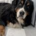 Portano Brioche in clinica per sopprimerlo, la veterinaria rifiuta l’eutanasia Il bovaro del Bernese, dieci anni e nessuna grave malattia, sarebbe stato lasciato in clinica perché la famiglia voleva prendere un cucciolo. Era arrivato in clinica alle 14 con una richiesta di eutanasia. Dodici minuti più tardi, Brioche, un bovaro del Bernese di dieci anni, continuava ad appoggiare la testa sulle ginocchia delle persone sedute in sala d’attesa. Secondo il racconto di un’assistente veterinaria, il cane non presentava patologie tali da giustificare la soppressione. Sulla scheda consegnata dalla coppia che lo accompagnava sarebbe stato indicato un motivo diverso: l’arrivo di un cucciolo e la presunta difficoltà di farlo convivere con un animale ormai anziano. La veterinaria, dopo aver visitato il cane, ha respinto la richiesta. Brioche è stato poi accolto dall’assistente e portato nella sua nuova casa. Brioche portato in clinica senza essere malato La coppia si sarebbe presentata con il cane al guinzaglio corto, senza portare con sé coperte o oggetti personali. Alla domanda sulle sue condizioni, la donna avrebbe risposto: “Niente di particolare. Sta diventando vecchio. E andremo a prendere un cucciolo, con lui sarebbe complicato.” Brioche camminava lentamente, ma non mostrava paura. Nella sala d’attesa si era avvicinato alle persone presenti, lasciandosi accarezzare da una donna anziana e da un bambino. Durante la visita, la veterinaria avrebbe controllato il cuore, i polmoni, le articolazioni e gli occhi. Il cane si sarebbe lasciato esaminare senza opporre resistenza. Terminati gli accertamenti, la professionista ha rinunciato a preparare l’iniezione e ha scritto sulla scheda, con una penna rossa, una sola parola: “RIFIUTATO.” La coppia lascia il cane nella struttura Di fronte alla decisione della veterinaria, i proprietari non avrebbero insistito. L’uomo avrebbe detto: “Bene, fatene quello che volete. Noi dobbiamo andare.” La coppia è quindi uscita dalla clinica senza portare con sé Brioche. Il cane li avrebbe seguiti con lo sguardo fino alla porta, alzandosi con fatica come se aspettasse di essere richiamato. Nel parcheggio, sul sedile posteriore della loro automobile, l’assistente avrebbe notato una coperta nuova e un guinzaglio ancora confezionato, presumibilmente destinati al cucciolo che la famiglia intendeva accogliere. Per il resto del pomeriggio, Brioche è rimasto sdraiato accanto alla porta a vetri. A ogni rumore proveniente dall’esterno sollevava la testa, continuando ad aspettare il ritorno delle persone con cui aveva vissuto. L’adozione da parte dell’assistente veterinaria Intorno alle 17, l’assistente si è avvicinata al cane e gli ha chiesto: “Vieni con me, Brioche?” L’animale non avrebbe reagito immediatamente. Dopo alcuni istanti, però, ha appoggiato la testa sulla spalla della donna, che quella sera ha deciso di portarlo a casa. Ad attenderlo c’era la figlia di otto anni dell’assistente. La bambina si è seduta sul pavimento senza avvicinarsi bruscamente. Brioche ha annusato la stanza e si è poi sdraiato accanto a lei. “È il cane che non abbiamo ucciso”, avrebbe sussurrato la bambina. Da allora il bovaro dorme accanto al suo letto, la accompagna per casa e continua a reagire quando un’automobile rallenta davanti all’ingresso. Dopo qualche istante, però, torna sempre accanto alla nuova famiglia. La scheda della richiesta di eutanasia sarebbe rimasta sulla scrivania della clinica. Sotto il motivo indicato dai precedenti proprietari compare ancora la decisione della veterinaria: “RIFIUTATO.”