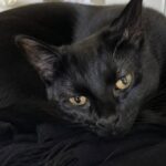 Gatto precipita dalla finestra durante il divorzio, un video smentirebbe il marito