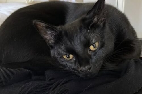 Gatto precipita dalla finestra durante il divorzio, un video smentirebbe il marito Hubert è morto nel cortile del palazzo. La proprietaria accusa il marito e cita un filmato registrato da una vicina. La versione fornita dal marito parlava di una caduta accidentale. Un filmato di diciotto secondi, secondo il racconto della proprietaria, mostrerebbe invece una scena diversa e avrebbe trasformato la morte di Hubert, gatto europeo nero di otto anni, in un nuovo fronte di una separazione già segnata da forti tensioni. L’animale è precipitato martedì pomeriggio da una finestra del salotto ed è stato trovato nel cortile interno del palazzo da Manon, la figlia della coppia. La ragazza, rientrata da scuola alle 17:17, avrebbe visto il gatto a terra, vicino ai bidoni, ancora vivo ma in condizioni gravissime. A ricostruire l’accaduto è la madre, che rivolge accuse dirette al marito Pascal e a un vicino di casa. Le circostanze descritte non risultano accompagnate, nel testo fornito, da informazioni su denunce, indagini o accertamenti delle autorità. Hubert trovato nel cortile da Manon Hubert viveva con la famiglia da quando Manon aveva sei anni. Era stata proprio la bambina a sceglierlo in un rifugio e a regalarlo alla madre per il suo trentottesimo compleanno. Il gatto, nero con pochi peli bianchi sotto il mento, era diventato una presenza costante soprattutto per la ragazza. Nei mesi più difficili della crisi familiare, racconta la donna, l’animale si sdraiava accanto a Manon mentre studiava e la seguiva nelle stanze dell’abitazione. Martedì, al rientro dal liceo, la giovane lo avrebbe trovato nel cortile sotto la finestra aperta del soggiorno. La portinaia lo avrebbe raccolto e tenuto tra le braccia durante gli ultimi minuti di vita. La versione di Pascal e il filmato della vicina Secondo la testimonianza della moglie, Pascal avrebbe sostenuto che il gatto fosse saltato da solo dalla finestra, forse attirato da un piccione. La donna contesta questa ricostruzione e afferma che un vicino presente nell’edificio avrebbe assistito alla scena senza riferire nulla per circa ventiquattro ore. A modificare il quadro sarebbe stata la registrazione effettuata dalla signora G., un’altra residente del palazzo. Il video, della durata di diciotto secondi, mostrerebbe quanto avvenuto prima della caduta e smentirebbe la versione dell’incidente. Il contenuto preciso delle immagini non viene descritto nel racconto. Non è inoltre indicato se il filmato sia stato consegnato alle forze dell’ordine o acquisito nell’ambito di un procedimento. La morte del gatto nel pieno della separazione La proprietaria collega l’episodio al clima che si era creato in casa durante gli ultimi quattro mesi. Litigi, porte sbattute e rapporti deteriorati avrebbero preceduto la morte dell’animale, considerato dalla donna un punto di riferimento per la figlia. Dopo l’accaduto, Manon si è trasferita temporaneamente dalla madrina. Con sé ha portato il foulard nero sul quale Hubert era solito dormire ogni sera. La madre respinge l’idea che il gatto possa essere stato coinvolto come strumento di ritorsione nella separazione. Nel suo racconto, Hubert rappresentava soprattutto il legame affettivo più stabile rimasto tra lei e la figlia.