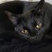 Gatto precipita dalla finestra durante il divorzio, un video smentirebbe il marito Hubert è morto nel cortile del palazzo. La proprietaria accusa il marito e cita un filmato registrato da una vicina. La versione fornita dal marito parlava di una caduta accidentale. Un filmato di diciotto secondi, secondo il racconto della proprietaria, mostrerebbe invece una scena diversa e avrebbe trasformato la morte di Hubert, gatto europeo nero di otto anni, in un nuovo fronte di una separazione già segnata da forti tensioni. L’animale è precipitato martedì pomeriggio da una finestra del salotto ed è stato trovato nel cortile interno del palazzo da Manon, la figlia della coppia. La ragazza, rientrata da scuola alle 17:17, avrebbe visto il gatto a terra, vicino ai bidoni, ancora vivo ma in condizioni gravissime. A ricostruire l’accaduto è la madre, che rivolge accuse dirette al marito Pascal e a un vicino di casa. Le circostanze descritte non risultano accompagnate, nel testo fornito, da informazioni su denunce, indagini o accertamenti delle autorità. Hubert trovato nel cortile da Manon Hubert viveva con la famiglia da quando Manon aveva sei anni. Era stata proprio la bambina a sceglierlo in un rifugio e a regalarlo alla madre per il suo trentottesimo compleanno. Il gatto, nero con pochi peli bianchi sotto il mento, era diventato una presenza costante soprattutto per la ragazza. Nei mesi più difficili della crisi familiare, racconta la donna, l’animale si sdraiava accanto a Manon mentre studiava e la seguiva nelle stanze dell’abitazione. Martedì, al rientro dal liceo, la giovane lo avrebbe trovato nel cortile sotto la finestra aperta del soggiorno. La portinaia lo avrebbe raccolto e tenuto tra le braccia durante gli ultimi minuti di vita. La versione di Pascal e il filmato della vicina Secondo la testimonianza della moglie, Pascal avrebbe sostenuto che il gatto fosse saltato da solo dalla finestra, forse attirato da un piccione. La donna contesta questa ricostruzione e afferma che un vicino presente nell’edificio avrebbe assistito alla scena senza riferire nulla per circa ventiquattro ore. A modificare il quadro sarebbe stata la registrazione effettuata dalla signora G., un’altra residente del palazzo. Il video, della durata di diciotto secondi, mostrerebbe quanto avvenuto prima della caduta e smentirebbe la versione dell’incidente. Il contenuto preciso delle immagini non viene descritto nel racconto. Non è inoltre indicato se il filmato sia stato consegnato alle forze dell’ordine o acquisito nell’ambito di un procedimento. La morte del gatto nel pieno della separazione La proprietaria collega l’episodio al clima che si era creato in casa durante gli ultimi quattro mesi. Litigi, porte sbattute e rapporti deteriorati avrebbero preceduto la morte dell’animale, considerato dalla donna un punto di riferimento per la figlia. Dopo l’accaduto, Manon si è trasferita temporaneamente dalla madrina. Con sé ha portato il foulard nero sul quale Hubert era solito dormire ogni sera. La madre respinge l’idea che il gatto possa essere stato coinvolto come strumento di ritorsione nella separazione. Nel suo racconto, Hubert rappresentava soprattutto il legame affettivo più stabile rimasto tra lei e la figlia.