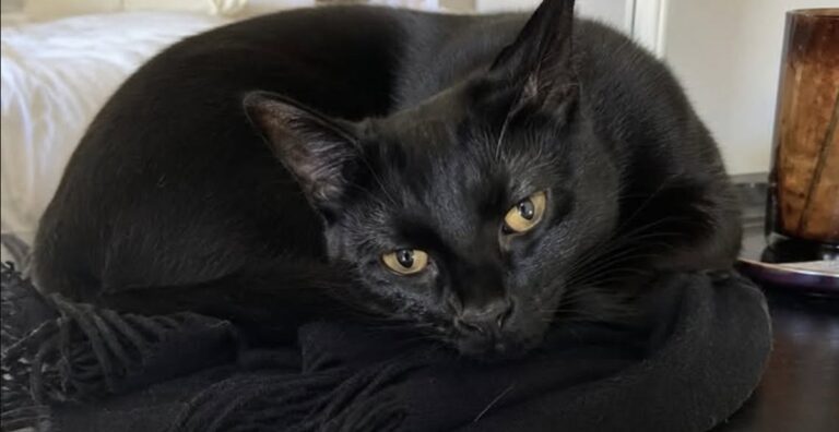 Gatto precipita dalla finestra durante il divorzio, un video smentirebbe il marito Hubert è morto nel cortile del palazzo. La proprietaria accusa il marito e cita un filmato registrato da una vicina. La versione fornita dal marito parlava di una caduta accidentale. Un filmato di diciotto secondi, secondo il racconto della proprietaria, mostrerebbe invece una scena diversa e avrebbe trasformato la morte di Hubert, gatto europeo nero di otto anni, in un nuovo fronte di una separazione già segnata da forti tensioni. L’animale è precipitato martedì pomeriggio da una finestra del salotto ed è stato trovato nel cortile interno del palazzo da Manon, la figlia della coppia. La ragazza, rientrata da scuola alle 17:17, avrebbe visto il gatto a terra, vicino ai bidoni, ancora vivo ma in condizioni gravissime. A ricostruire l’accaduto è la madre, che rivolge accuse dirette al marito Pascal e a un vicino di casa. Le circostanze descritte non risultano accompagnate, nel testo fornito, da informazioni su denunce, indagini o accertamenti delle autorità. Hubert trovato nel cortile da Manon Hubert viveva con la famiglia da quando Manon aveva sei anni. Era stata proprio la bambina a sceglierlo in un rifugio e a regalarlo alla madre per il suo trentottesimo compleanno. Il gatto, nero con pochi peli bianchi sotto il mento, era diventato una presenza costante soprattutto per la ragazza. Nei mesi più difficili della crisi familiare, racconta la donna, l’animale si sdraiava accanto a Manon mentre studiava e la seguiva nelle stanze dell’abitazione. Martedì, al rientro dal liceo, la giovane lo avrebbe trovato nel cortile sotto la finestra aperta del soggiorno. La portinaia lo avrebbe raccolto e tenuto tra le braccia durante gli ultimi minuti di vita. La versione di Pascal e il filmato della vicina Secondo la testimonianza della moglie, Pascal avrebbe sostenuto che il gatto fosse saltato da solo dalla finestra, forse attirato da un piccione. La donna contesta questa ricostruzione e afferma che un vicino presente nell’edificio avrebbe assistito alla scena senza riferire nulla per circa ventiquattro ore. A modificare il quadro sarebbe stata la registrazione effettuata dalla signora G., un’altra residente del palazzo. Il video, della durata di diciotto secondi, mostrerebbe quanto avvenuto prima della caduta e smentirebbe la versione dell’incidente. Il contenuto preciso delle immagini non viene descritto nel racconto. Non è inoltre indicato se il filmato sia stato consegnato alle forze dell’ordine o acquisito nell’ambito di un procedimento. La morte del gatto nel pieno della separazione La proprietaria collega l’episodio al clima che si era creato in casa durante gli ultimi quattro mesi. Litigi, porte sbattute e rapporti deteriorati avrebbero preceduto la morte dell’animale, considerato dalla donna un punto di riferimento per la figlia. Dopo l’accaduto, Manon si è trasferita temporaneamente dalla madrina. Con sé ha portato il foulard nero sul quale Hubert era solito dormire ogni sera. La madre respinge l’idea che il gatto possa essere stato coinvolto come strumento di ritorsione nella separazione. Nel suo racconto, Hubert rappresentava soprattutto il legame affettivo più stabile rimasto tra lei e la figlia.