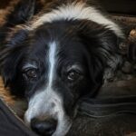 Pétale colpito con un bastone sul sentiero, grave il cane di un pensionato