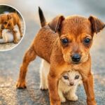 Cucciolo protegge il suo amico gattino e gli fa da scudo
