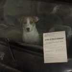 Cane abbandonato nove giorni in un’auto senza targhe nel parcheggio sotterraneo