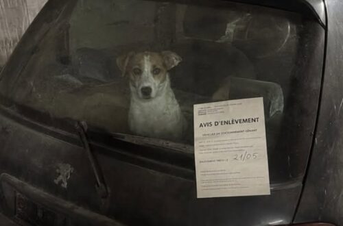 Cane abbandonato nove giorni in un’auto senza targhe nel parcheggio sotterraneo Pixel, un jack russell di otto anni, è stato trovato disidratato al livello -3 e salvato dopo nove giorni nell’abitacolo. Era rannicchiato sul sedile posteriore di una citycar grigia, parcheggiata da giorni al livello -3 di un’autorimessa sotterranea. L’auto non aveva targhe e sembrava un veicolo abbandonato. Solo avvicinandosi al parabrezza, la custode del parcheggio ha notato due occhi fissi nel buio. Dentro c’era Pixel, un jack russell di otto anni. Secondo il racconto della donna, il cane era rimasto chiuso nell’abitacolo per nove giorni, dal 16 maggio, senza finestrini aperti e senza possibilità di uscire. La scoperta è avvenuta mentre la custode stava applicando un avviso di rimozione forzata. L’auto, una citycar grigia lasciata di traverso in fondo alla fila C, era stata già segnalata dai colleghi come un relitto privo di proprietario. Pixel trovato nell’auto al livello -3 La donna, che lavora nel parcheggio da dodici anni, ha visto il cane muoversi appena sul sedile posteriore. In un primo momento aveva pensato a una borsa o a un peluche. Poi ha notato il respiro affannoso, la lingua secca e gli occhi arrossati. Pixel non riusciva più ad abbaiare. Apriva la bocca senza emettere suoni e mostrava evidenti difficoltà nel reggersi sulle zampe. Sul veicolo mancavano entrambe le targhe. Gli alloggiamenti erano vuoti e, secondo la testimonianza della custode, le viti risultavano rimosse con attenzione. Un dettaglio che ha fatto pensare a un abbandono organizzato e non a una semplice sosta prolungata. La donna ha immediatamente chiamato i vigili del fuoco e la polizia. Nell’attesa è rimasta accanto al finestrino, tenendo il palmo appoggiato al vetro. Il cane si è trascinato fino al cristallo e ha poggiato il muso nello stesso punto. Il salvataggio nel parcheggio sotterraneo Quando l’auto è stata aperta, dall’abitacolo è uscito un forte odore di urina e aria stagnante. Pixel ha provato ad alzarsi, ma le zampe gli sono scivolate sul sedile. La custode lo ha quindi preso in braccio. Il cane era molto leggero e tremava. Non ha tentato di mordere né di allontanarsi. Ha appoggiato la testa sotto il mento della donna ed è rimasto fermo fino all’arrivo dei soccorsi. Trasferito in una struttura veterinaria, è stato sottoposto alle prime cure. I medici hanno riscontrato disidratazione, sfinimento e un forte stato di stress. Ha trascorso la notte sotto flebo. Il giorno successivo, durante la visita della custode, Pixel ha sollevato la testa riconoscendola e ha mosso lentamente la coda sulla coperta. Il cane accolto dalla custode Dopo le cure, Pixel è stato accolto in casa dalla donna che lo aveva trovato. Continua a mostrare paura per gli ascensori e si rifiuta di salire in automobile, conseguenze compatibili con quanto vissuto nel parcheggio. La sera, però, ha ripreso tra i denti il suo vecchio pallone e lo ha lasciato ai piedi della custode. Un primo segnale di ripresa dopo i nove giorni trascorsi nel buio dell’autorimessa. Nel racconto non vengono indicati il luogo dell’accaduto, l’identità del proprietario del veicolo né gli eventuali sviluppi delle indagini. Restano da chiarire chi abbia abbandonato l’auto, chi abbia rimosso le targhe e chi abbia lasciato Pixel chiuso al suo interno.