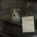 Cane abbandonato nove giorni in un’auto senza targhe nel parcheggio sotterraneo Pixel, un jack russell di otto anni, è stato trovato disidratato al livello -3 e salvato dopo nove giorni nell’abitacolo. Era rannicchiato sul sedile posteriore di una citycar grigia, parcheggiata da giorni al livello -3 di un’autorimessa sotterranea. L’auto non aveva targhe e sembrava un veicolo abbandonato. Solo avvicinandosi al parabrezza, la custode del parcheggio ha notato due occhi fissi nel buio. Dentro c’era Pixel, un jack russell di otto anni. Secondo il racconto della donna, il cane era rimasto chiuso nell’abitacolo per nove giorni, dal 16 maggio, senza finestrini aperti e senza possibilità di uscire. La scoperta è avvenuta mentre la custode stava applicando un avviso di rimozione forzata. L’auto, una citycar grigia lasciata di traverso in fondo alla fila C, era stata già segnalata dai colleghi come un relitto privo di proprietario. Pixel trovato nell’auto al livello -3 La donna, che lavora nel parcheggio da dodici anni, ha visto il cane muoversi appena sul sedile posteriore. In un primo momento aveva pensato a una borsa o a un peluche. Poi ha notato il respiro affannoso, la lingua secca e gli occhi arrossati. Pixel non riusciva più ad abbaiare. Apriva la bocca senza emettere suoni e mostrava evidenti difficoltà nel reggersi sulle zampe. Sul veicolo mancavano entrambe le targhe. Gli alloggiamenti erano vuoti e, secondo la testimonianza della custode, le viti risultavano rimosse con attenzione. Un dettaglio che ha fatto pensare a un abbandono organizzato e non a una semplice sosta prolungata. La donna ha immediatamente chiamato i vigili del fuoco e la polizia. Nell’attesa è rimasta accanto al finestrino, tenendo il palmo appoggiato al vetro. Il cane si è trascinato fino al cristallo e ha poggiato il muso nello stesso punto. Il salvataggio nel parcheggio sotterraneo Quando l’auto è stata aperta, dall’abitacolo è uscito un forte odore di urina e aria stagnante. Pixel ha provato ad alzarsi, ma le zampe gli sono scivolate sul sedile. La custode lo ha quindi preso in braccio. Il cane era molto leggero e tremava. Non ha tentato di mordere né di allontanarsi. Ha appoggiato la testa sotto il mento della donna ed è rimasto fermo fino all’arrivo dei soccorsi. Trasferito in una struttura veterinaria, è stato sottoposto alle prime cure. I medici hanno riscontrato disidratazione, sfinimento e un forte stato di stress. Ha trascorso la notte sotto flebo. Il giorno successivo, durante la visita della custode, Pixel ha sollevato la testa riconoscendola e ha mosso lentamente la coda sulla coperta. Il cane accolto dalla custode Dopo le cure, Pixel è stato accolto in casa dalla donna che lo aveva trovato. Continua a mostrare paura per gli ascensori e si rifiuta di salire in automobile, conseguenze compatibili con quanto vissuto nel parcheggio. La sera, però, ha ripreso tra i denti il suo vecchio pallone e lo ha lasciato ai piedi della custode. Un primo segnale di ripresa dopo i nove giorni trascorsi nel buio dell’autorimessa. Nel racconto non vengono indicati il luogo dell’accaduto, l’identità del proprietario del veicolo né gli eventuali sviluppi delle indagini. Restano da chiarire chi abbia abbandonato l’auto, chi abbia rimosso le targhe e chi abbia lasciato Pixel chiuso al suo interno.