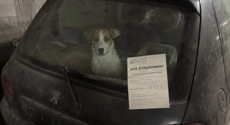 Cane abbandonato nove giorni in un’auto senza targhe nel parcheggio sotterraneo Pixel, un jack russell di otto anni, è stato trovato disidratato al livello -3 e salvato dopo nove giorni nell’abitacolo. Era rannicchiato sul sedile posteriore di una citycar grigia, parcheggiata da giorni al livello -3 di un’autorimessa sotterranea. L’auto non aveva targhe e sembrava un veicolo abbandonato. Solo avvicinandosi al parabrezza, la custode del parcheggio ha notato due occhi fissi nel buio. Dentro c’era Pixel, un jack russell di otto anni. Secondo il racconto della donna, il cane era rimasto chiuso nell’abitacolo per nove giorni, dal 16 maggio, senza finestrini aperti e senza possibilità di uscire. La scoperta è avvenuta mentre la custode stava applicando un avviso di rimozione forzata. L’auto, una citycar grigia lasciata di traverso in fondo alla fila C, era stata già segnalata dai colleghi come un relitto privo di proprietario. Pixel trovato nell’auto al livello -3 La donna, che lavora nel parcheggio da dodici anni, ha visto il cane muoversi appena sul sedile posteriore. In un primo momento aveva pensato a una borsa o a un peluche. Poi ha notato il respiro affannoso, la lingua secca e gli occhi arrossati. Pixel non riusciva più ad abbaiare. Apriva la bocca senza emettere suoni e mostrava evidenti difficoltà nel reggersi sulle zampe. Sul veicolo mancavano entrambe le targhe. Gli alloggiamenti erano vuoti e, secondo la testimonianza della custode, le viti risultavano rimosse con attenzione. Un dettaglio che ha fatto pensare a un abbandono organizzato e non a una semplice sosta prolungata. La donna ha immediatamente chiamato i vigili del fuoco e la polizia. Nell’attesa è rimasta accanto al finestrino, tenendo il palmo appoggiato al vetro. Il cane si è trascinato fino al cristallo e ha poggiato il muso nello stesso punto. Il salvataggio nel parcheggio sotterraneo Quando l’auto è stata aperta, dall’abitacolo è uscito un forte odore di urina e aria stagnante. Pixel ha provato ad alzarsi, ma le zampe gli sono scivolate sul sedile. La custode lo ha quindi preso in braccio. Il cane era molto leggero e tremava. Non ha tentato di mordere né di allontanarsi. Ha appoggiato la testa sotto il mento della donna ed è rimasto fermo fino all’arrivo dei soccorsi. Trasferito in una struttura veterinaria, è stato sottoposto alle prime cure. I medici hanno riscontrato disidratazione, sfinimento e un forte stato di stress. Ha trascorso la notte sotto flebo. Il giorno successivo, durante la visita della custode, Pixel ha sollevato la testa riconoscendola e ha mosso lentamente la coda sulla coperta. Il cane accolto dalla custode Dopo le cure, Pixel è stato accolto in casa dalla donna che lo aveva trovato. Continua a mostrare paura per gli ascensori e si rifiuta di salire in automobile, conseguenze compatibili con quanto vissuto nel parcheggio. La sera, però, ha ripreso tra i denti il suo vecchio pallone e lo ha lasciato ai piedi della custode. Un primo segnale di ripresa dopo i nove giorni trascorsi nel buio dell’autorimessa. Nel racconto non vengono indicati il luogo dell’accaduto, l’identità del proprietario del veicolo né gli eventuali sviluppi delle indagini. Restano da chiarire chi abbia abbandonato l’auto, chi abbia rimosso le targhe e chi abbia lasciato Pixel chiuso al suo interno.