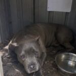 Cane chiuso per undici giorni in un box rovente, vigile del fuoco sfonda la porta
