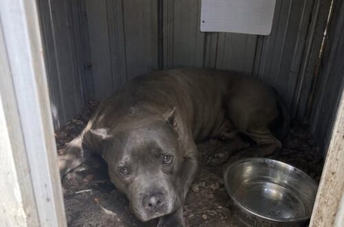 Cane chiuso per undici giorni in un box rovente, vigile del fuoco sfonda la porta Sasso, uno staffordshire bull terrier di quattro anni, è stato trovato disidratato in due metri quadrati di lamiera surriscaldata. Era disteso su un fianco, con la bocca socchiusa e gli occhi aperti ma incapaci di seguire ciò che accadeva intorno. Nel box non c’era ombra. La ciotola era vuota e la lamiera aveva trasformato quello spazio di appena due metri quadrati in una struttura rovente. Sasso, uno staffordshire bull terrier di quattro anni, sarebbe rimasto rinchiuso per undici giorni dopo la partenza dei proprietari per una vacanza. A liberarlo è stata una vigile del fuoco volontaria, intervenuta dopo la segnalazione di una vicina che aveva sentito deboli graffi provenire dal fondo del giardino. La soccorritrice ha deciso di forzare la porta senza attendere l’autorizzazione del proprietario, ritenendo che il cane non avesse più tempo. Sasso trovato nel box da giardino L’intervento è avvenuto durante una giornata particolarmente calda. Il box, addossato a un muro e coperto da un tetto di lamiera, era chiuso con un lucchetto. Attraverso una fessura, la vigile del fuoco ha visto una ciotola priva d’acqua e parte di una zampa immobile. Poco dopo ha individuato il cane, steso sul pavimento e con il respiro molto debole. Sasso non reagiva ai richiami. I fianchi si sollevavano appena e la lingua appariva secca. Nel piccolo ambiente non era presente alcun punto riparato dal calore. All’interno è stato trovato anche un biglietto: “Partito per 1 settimana, torno domenica.” La nota risultava datata undici giorni prima del ritrovamento. Il lucchetto rotto con una mazza Secondo il racconto della volontaria, le era stato chiesto di attendere il completamento delle procedure e il tentativo di contattare il proprietario. Le condizioni del cane l’hanno però convinta a intervenire immediatamente. La vigile del fuoco ha colpito il lucchetto con una mazza. Al secondo tentativo, la serratura ha ceduto. All’apertura della porta, dal box è uscita un’ondata di aria calda e stagnante. Sasso è rimasto immobile. La soccorritrice si è avvicinata lentamente e lo ha chiamato più volte per nome. Il cane è stato portato all’ombra e avvolto in un asciugamano umido prima del trasferimento in una struttura veterinaria. Grave disidratazione e colpo di calore I primi accertamenti avrebbero evidenziato un colpo di calore, una grave disidratazione e uno stato di forte debilitazione. Le sue condizioni hanno richiesto un monitoraggio costante, mentre restavano presenti rischi legati alla prolungata esposizione alle alte temperature. Durante le prime ore Sasso reagiva con paura ai rumori delle porte e ai movimenti improvvisi. Nella notte è riuscito a sollevare leggermente la testa e ad appoggiare il mento sulla mano dell’assistente che gli stava inumidendo le labbra. La vigile del fuoco ha dichiarato di essere pronta a spiegare nel rapporto ogni passaggio dell’intervento e a rispondere del danneggiamento della serratura. Nel racconto non vengono indicati il luogo preciso, le condizioni successive del cane né gli eventuali provvedimenti nei confronti dei proprietari. Resta da chiarire chi avrebbe dovuto occuparsi dell’animale durante la loro assenza e perché il box fosse rimasto chiuso per undici giorni.