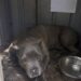 Cane chiuso per undici giorni in un box rovente, vigile del fuoco sfonda la porta Sasso, uno staffordshire bull terrier di quattro anni, è stato trovato disidratato in due metri quadrati di lamiera surriscaldata. Era disteso su un fianco, con la bocca socchiusa e gli occhi aperti ma incapaci di seguire ciò che accadeva intorno. Nel box non c’era ombra. La ciotola era vuota e la lamiera aveva trasformato quello spazio di appena due metri quadrati in una struttura rovente. Sasso, uno staffordshire bull terrier di quattro anni, sarebbe rimasto rinchiuso per undici giorni dopo la partenza dei proprietari per una vacanza. A liberarlo è stata una vigile del fuoco volontaria, intervenuta dopo la segnalazione di una vicina che aveva sentito deboli graffi provenire dal fondo del giardino. La soccorritrice ha deciso di forzare la porta senza attendere l’autorizzazione del proprietario, ritenendo che il cane non avesse più tempo. Sasso trovato nel box da giardino L’intervento è avvenuto durante una giornata particolarmente calda. Il box, addossato a un muro e coperto da un tetto di lamiera, era chiuso con un lucchetto. Attraverso una fessura, la vigile del fuoco ha visto una ciotola priva d’acqua e parte di una zampa immobile. Poco dopo ha individuato il cane, steso sul pavimento e con il respiro molto debole. Sasso non reagiva ai richiami. I fianchi si sollevavano appena e la lingua appariva secca. Nel piccolo ambiente non era presente alcun punto riparato dal calore. All’interno è stato trovato anche un biglietto: “Partito per 1 settimana, torno domenica.” La nota risultava datata undici giorni prima del ritrovamento. Il lucchetto rotto con una mazza Secondo il racconto della volontaria, le era stato chiesto di attendere il completamento delle procedure e il tentativo di contattare il proprietario. Le condizioni del cane l’hanno però convinta a intervenire immediatamente. La vigile del fuoco ha colpito il lucchetto con una mazza. Al secondo tentativo, la serratura ha ceduto. All’apertura della porta, dal box è uscita un’ondata di aria calda e stagnante. Sasso è rimasto immobile. La soccorritrice si è avvicinata lentamente e lo ha chiamato più volte per nome. Il cane è stato portato all’ombra e avvolto in un asciugamano umido prima del trasferimento in una struttura veterinaria. Grave disidratazione e colpo di calore I primi accertamenti avrebbero evidenziato un colpo di calore, una grave disidratazione e uno stato di forte debilitazione. Le sue condizioni hanno richiesto un monitoraggio costante, mentre restavano presenti rischi legati alla prolungata esposizione alle alte temperature. Durante le prime ore Sasso reagiva con paura ai rumori delle porte e ai movimenti improvvisi. Nella notte è riuscito a sollevare leggermente la testa e ad appoggiare il mento sulla mano dell’assistente che gli stava inumidendo le labbra. La vigile del fuoco ha dichiarato di essere pronta a spiegare nel rapporto ogni passaggio dell’intervento e a rispondere del danneggiamento della serratura. Nel racconto non vengono indicati il luogo preciso, le condizioni successive del cane né gli eventuali provvedimenti nei confronti dei proprietari. Resta da chiarire chi avrebbe dovuto occuparsi dell’animale durante la loro assenza e perché il box fosse rimasto chiuso per undici giorni.