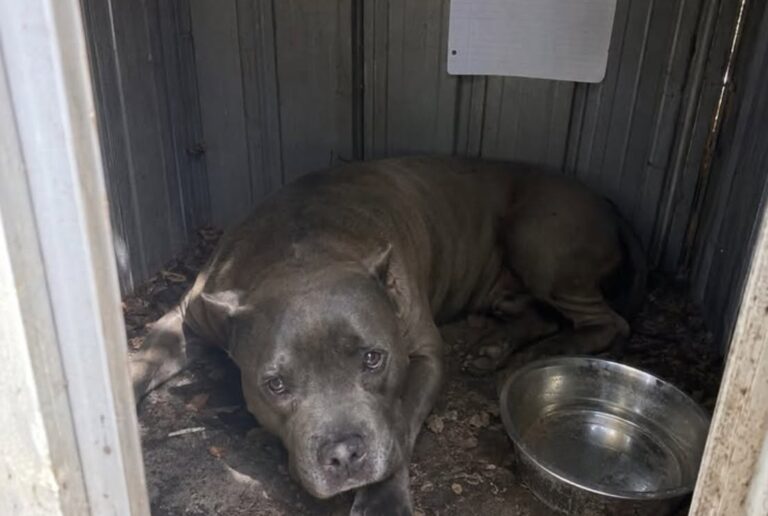 Cane chiuso per undici giorni in un box rovente, vigile del fuoco sfonda la porta Sasso, uno staffordshire bull terrier di quattro anni, è stato trovato disidratato in due metri quadrati di lamiera surriscaldata. Era disteso su un fianco, con la bocca socchiusa e gli occhi aperti ma incapaci di seguire ciò che accadeva intorno. Nel box non c’era ombra. La ciotola era vuota e la lamiera aveva trasformato quello spazio di appena due metri quadrati in una struttura rovente. Sasso, uno staffordshire bull terrier di quattro anni, sarebbe rimasto rinchiuso per undici giorni dopo la partenza dei proprietari per una vacanza. A liberarlo è stata una vigile del fuoco volontaria, intervenuta dopo la segnalazione di una vicina che aveva sentito deboli graffi provenire dal fondo del giardino. La soccorritrice ha deciso di forzare la porta senza attendere l’autorizzazione del proprietario, ritenendo che il cane non avesse più tempo. Sasso trovato nel box da giardino L’intervento è avvenuto durante una giornata particolarmente calda. Il box, addossato a un muro e coperto da un tetto di lamiera, era chiuso con un lucchetto. Attraverso una fessura, la vigile del fuoco ha visto una ciotola priva d’acqua e parte di una zampa immobile. Poco dopo ha individuato il cane, steso sul pavimento e con il respiro molto debole. Sasso non reagiva ai richiami. I fianchi si sollevavano appena e la lingua appariva secca. Nel piccolo ambiente non era presente alcun punto riparato dal calore. All’interno è stato trovato anche un biglietto: “Partito per 1 settimana, torno domenica.” La nota risultava datata undici giorni prima del ritrovamento. Il lucchetto rotto con una mazza Secondo il racconto della volontaria, le era stato chiesto di attendere il completamento delle procedure e il tentativo di contattare il proprietario. Le condizioni del cane l’hanno però convinta a intervenire immediatamente. La vigile del fuoco ha colpito il lucchetto con una mazza. Al secondo tentativo, la serratura ha ceduto. All’apertura della porta, dal box è uscita un’ondata di aria calda e stagnante. Sasso è rimasto immobile. La soccorritrice si è avvicinata lentamente e lo ha chiamato più volte per nome. Il cane è stato portato all’ombra e avvolto in un asciugamano umido prima del trasferimento in una struttura veterinaria. Grave disidratazione e colpo di calore I primi accertamenti avrebbero evidenziato un colpo di calore, una grave disidratazione e uno stato di forte debilitazione. Le sue condizioni hanno richiesto un monitoraggio costante, mentre restavano presenti rischi legati alla prolungata esposizione alle alte temperature. Durante le prime ore Sasso reagiva con paura ai rumori delle porte e ai movimenti improvvisi. Nella notte è riuscito a sollevare leggermente la testa e ad appoggiare il mento sulla mano dell’assistente che gli stava inumidendo le labbra. La vigile del fuoco ha dichiarato di essere pronta a spiegare nel rapporto ogni passaggio dell’intervento e a rispondere del danneggiamento della serratura. Nel racconto non vengono indicati il luogo preciso, le condizioni successive del cane né gli eventuali provvedimenti nei confronti dei proprietari. Resta da chiarire chi avrebbe dovuto occuparsi dell’animale durante la loro assenza e perché il box fosse rimasto chiuso per undici giorni.