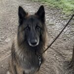 Cane legato per sei giorni alla cancellata di un cimitero, salvato dalla custode