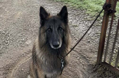 Cane legato per sei giorni alla cancellata di un cimitero, salvato dalla custode Ombra, un pastore belga di sei anni, è stato trovato senza acqua né riparo nella zona più isolata del cimitero. Era legato con due metri di corda a una sbarra arrugginita, davanti alle tombe ormai abbandonate. Attorno alle zampe aveva scavato un solco circolare nel terreno, percorso più volte durante i sei giorni trascorsi senza cibo, acqua o riparo. Ombra, un pastore belga tervueren di sei anni, è stato trovato dalla custode di un vecchio cimitero di campagna, in un settore raggiunto soltanto una volta alla settimana. Il cane non ululava più e appariva sfinito, con il pelo sporco, il respiro accelerato e ferite visibili sul collo. Secondo il racconto della donna, la scelta del luogo non sarebbe stata casuale. La parte più lontana del camposanto è infatti poco frequentata, invasa dall’erba e distante dai percorsi utilizzati dai visitatori. Ombra trovato tra le tombe abbandonate La custode, che lavora nel cimitero da 22 anni, ha raggiunto il settore più isolato durante il consueto controllo del martedì. Il silenzio insolito l’ha portata verso la cancellata, dove ha visto il cane immobile davanti alle sepolture. Ombra aveva consumato la terra camminando ripetutamente lungo il limite imposto dalla corda. Il solco formava un cerchio di circa due metri di raggio. La fune, irrigidita dalla pioggia, era fissata alla cancellata con un nodo marinaro rinforzato. Un legame stretto e resistente che, secondo la custode, sarebbe stato preparato con attenzione per impedire all’animale di liberarsi. Sul collare era presente una medaglietta ammaccata con il nome del cane. Il cane liberato dopo 144 ore Quando la donna ha provato ad avvicinarsi, Ombra ha arretrato di mezzo passo senza mostrare aggressività. La custode ha iniziato a parlargli lentamente e ha pronunciato più volte il suo nome. Il cane ha reagito muovendo appena un orecchio. Non avendo acqua con sé, la donna è corsa fino al deposito e ha riempito una ciotola. Ombra ha esitato prima di bere, poi ha iniziato ad assumere piccoli sorsi senza smettere di osservare i movimenti della custode. Sciogliere il nodo ha richiesto diversi minuti. Una volta liberato, il pastore belga è rimasto immobile all’interno del cerchio scavato nel terreno, nonostante la cancellata fosse ormai aperta. La donna si è quindi seduta sul vialetto senza tirarlo né impartire comandi. Dopo alcuni minuti, Ombra ha compiuto qualche passo e si è avvicinato fino ad appoggiare il muso contro i suoi pantaloni. Le cure e la nuova sistemazione Il veterinario avrebbe riscontrato disidratazione, forte sfinimento e lesioni provocate dalla corda. Il cane è stato sottoposto alle cure necessarie e successivamente accolto nella piccola abitazione della custode. Ombra continua a reagire con paura al rumore delle cancellate e abbassa la testa quando vede una corda. Ha però iniziato a muoversi autonomamente nel giardino. Nel racconto non vengono indicati il luogo preciso dell’accaduto, l’identità del proprietario né l’eventuale apertura di un’indagine. Restano da accertare chi abbia condotto il cane nel settore abbandonato del cimitero e chi abbia stretto il nodo alla cancellata.