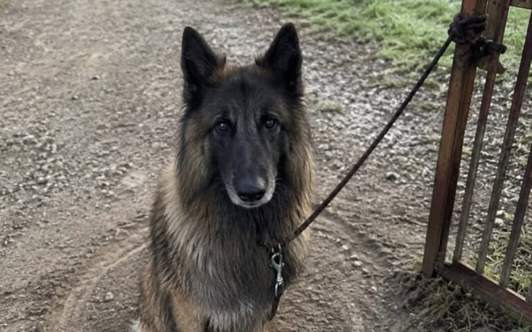 Cane legato per sei giorni alla cancellata di un cimitero, salvato dalla custode Ombra, un pastore belga di sei anni, è stato trovato senza acqua né riparo nella zona più isolata del cimitero. Era legato con due metri di corda a una sbarra arrugginita, davanti alle tombe ormai abbandonate. Attorno alle zampe aveva scavato un solco circolare nel terreno, percorso più volte durante i sei giorni trascorsi senza cibo, acqua o riparo. Ombra, un pastore belga tervueren di sei anni, è stato trovato dalla custode di un vecchio cimitero di campagna, in un settore raggiunto soltanto una volta alla settimana. Il cane non ululava più e appariva sfinito, con il pelo sporco, il respiro accelerato e ferite visibili sul collo. Secondo il racconto della donna, la scelta del luogo non sarebbe stata casuale. La parte più lontana del camposanto è infatti poco frequentata, invasa dall’erba e distante dai percorsi utilizzati dai visitatori. Ombra trovato tra le tombe abbandonate La custode, che lavora nel cimitero da 22 anni, ha raggiunto il settore più isolato durante il consueto controllo del martedì. Il silenzio insolito l’ha portata verso la cancellata, dove ha visto il cane immobile davanti alle sepolture. Ombra aveva consumato la terra camminando ripetutamente lungo il limite imposto dalla corda. Il solco formava un cerchio di circa due metri di raggio. La fune, irrigidita dalla pioggia, era fissata alla cancellata con un nodo marinaro rinforzato. Un legame stretto e resistente che, secondo la custode, sarebbe stato preparato con attenzione per impedire all’animale di liberarsi. Sul collare era presente una medaglietta ammaccata con il nome del cane. Il cane liberato dopo 144 ore Quando la donna ha provato ad avvicinarsi, Ombra ha arretrato di mezzo passo senza mostrare aggressività. La custode ha iniziato a parlargli lentamente e ha pronunciato più volte il suo nome. Il cane ha reagito muovendo appena un orecchio. Non avendo acqua con sé, la donna è corsa fino al deposito e ha riempito una ciotola. Ombra ha esitato prima di bere, poi ha iniziato ad assumere piccoli sorsi senza smettere di osservare i movimenti della custode. Sciogliere il nodo ha richiesto diversi minuti. Una volta liberato, il pastore belga è rimasto immobile all’interno del cerchio scavato nel terreno, nonostante la cancellata fosse ormai aperta. La donna si è quindi seduta sul vialetto senza tirarlo né impartire comandi. Dopo alcuni minuti, Ombra ha compiuto qualche passo e si è avvicinato fino ad appoggiare il muso contro i suoi pantaloni. Le cure e la nuova sistemazione Il veterinario avrebbe riscontrato disidratazione, forte sfinimento e lesioni provocate dalla corda. Il cane è stato sottoposto alle cure necessarie e successivamente accolto nella piccola abitazione della custode. Ombra continua a reagire con paura al rumore delle cancellate e abbassa la testa quando vede una corda. Ha però iniziato a muoversi autonomamente nel giardino. Nel racconto non vengono indicati il luogo preciso dell’accaduto, l’identità del proprietario né l’eventuale apertura di un’indagine. Restano da accertare chi abbia condotto il cane nel settore abbandonato del cimitero e chi abbia stretto il nodo alla cancellata.
