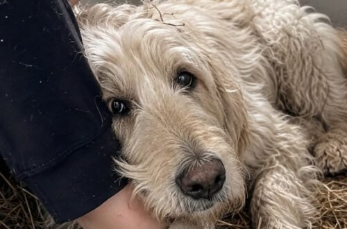 Vendono il cane del nonno dopo il funerale, la nipote lo ritrova e lo riporta a casa Mirage, un labradoodle di 14 anni, sarebbe stato ceduto per 80 euro. La nipote lo ha recuperato seguendo una volontà scritta del nonno. La decisione sarebbe stata presa la sera stessa del funerale. Mentre in casa si discuteva della successione, i quattro figli dell’uomo avrebbero stabilito di cedere Mirage, il suo anziano labradoodle, ritenendo difficile trovargli una nuova sistemazione. Il cane, 14 anni, sarebbe stato consegnato il mattino seguente a un uomo disposto a prenderlo per 80 euro. A recuperarlo è stata Inès, nipote del defunto e studentessa fuori sede, dopo aver trovato nell’agenda del nonno una disposizione scritta due anni prima. « Per Inès, alla mia morte — Mirage. » Mirage ceduto dopo la morte del proprietario Il labradoodle viveva con il nonno dall’anno della morte della moglie. L’uomo lo aveva accolto in casa e gli aveva riservato una poltrona accanto alla propria, nel salotto. Secondo il racconto della nipote, il cane gli rimaneva vicino soprattutto nei momenti di maggiore solitudine. Quando l’anziano piangeva, Mirage si limitava ad appoggiare la guancia contro la sua caviglia. La sera del funerale, Inès avrebbe ascoltato una conversazione tra i familiari. « Il cane, che ne facciamo? » « Ha 14 anni, non lo vuole nessuno. » « Inès è a 220 km, non può. » « Quello della strada di Lussac lo prende per 80 €. » La giovane si trovava nella casa di famiglia dopo essere rientrata dal collegio. Non sarebbe intervenuta immediatamente, ma avrebbe iniziato a cercare tra gli effetti personali del nonno. La volontà scritta nell’agenda Nel cassetto del comodino, Inès ha trovato un’agenda nera. Alla data del 22 settembre 2023 era riportata una breve annotazione, scritta con inchiostro blu: « Per Inès, alla mia morte — Mirage. » Il giorno successivo la ragazza si è messa alla ricerca del cane. Lo avrebbe ritrovato nel box numero 7 di una struttura non meglio precisata, disteso su della paglia sporca e in evidente stato di affaticamento. Mirage non avrebbe abbaiato quando l’ha vista. Dopo averla riconosciuta a distanza, ha mosso una sola volta la coda. La studentessa ricompra il cane Per portare via l’animale, Inès avrebbe pagato una somma superiore agli 80 euro ricevuti dalla famiglia. La spesa è stata sostenuta con la sua carta bancaria da studentessa. Una volta uscito dal box, Mirage si è avvicinato e ha appoggiato la guancia contro la caviglia della giovane, ripetendo lo stesso gesto che riservava al nonno. Il cane vive ora nella stanza del collegio della ragazza. A causa dell’età presenta difficoltà nei movimenti e continua a cercare punti luminosi o porte, come se attendesse ancora il ritorno del precedente proprietario. Nel racconto non sono indicati il luogo preciso, l’identità della persona che aveva acquistato il cane né eventuali contestazioni legali legate alla successione. La nipote considera però l’annotazione trovata nell’agenda come una volontà chiara: affidare a lei Mirage dopo la morte del nonno.