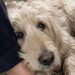 Vendono il cane del nonno dopo il funerale, la nipote lo ritrova e lo riporta a casa Mirage, un labradoodle di 14 anni, sarebbe stato ceduto per 80 euro. La nipote lo ha recuperato seguendo una volontà scritta del nonno. La decisione sarebbe stata presa la sera stessa del funerale. Mentre in casa si discuteva della successione, i quattro figli dell’uomo avrebbero stabilito di cedere Mirage, il suo anziano labradoodle, ritenendo difficile trovargli una nuova sistemazione. Il cane, 14 anni, sarebbe stato consegnato il mattino seguente a un uomo disposto a prenderlo per 80 euro. A recuperarlo è stata Inès, nipote del defunto e studentessa fuori sede, dopo aver trovato nell’agenda del nonno una disposizione scritta due anni prima. « Per Inès, alla mia morte — Mirage. » Mirage ceduto dopo la morte del proprietario Il labradoodle viveva con il nonno dall’anno della morte della moglie. L’uomo lo aveva accolto in casa e gli aveva riservato una poltrona accanto alla propria, nel salotto. Secondo il racconto della nipote, il cane gli rimaneva vicino soprattutto nei momenti di maggiore solitudine. Quando l’anziano piangeva, Mirage si limitava ad appoggiare la guancia contro la sua caviglia. La sera del funerale, Inès avrebbe ascoltato una conversazione tra i familiari. « Il cane, che ne facciamo? » « Ha 14 anni, non lo vuole nessuno. » « Inès è a 220 km, non può. » « Quello della strada di Lussac lo prende per 80 €. » La giovane si trovava nella casa di famiglia dopo essere rientrata dal collegio. Non sarebbe intervenuta immediatamente, ma avrebbe iniziato a cercare tra gli effetti personali del nonno. La volontà scritta nell’agenda Nel cassetto del comodino, Inès ha trovato un’agenda nera. Alla data del 22 settembre 2023 era riportata una breve annotazione, scritta con inchiostro blu: « Per Inès, alla mia morte — Mirage. » Il giorno successivo la ragazza si è messa alla ricerca del cane. Lo avrebbe ritrovato nel box numero 7 di una struttura non meglio precisata, disteso su della paglia sporca e in evidente stato di affaticamento. Mirage non avrebbe abbaiato quando l’ha vista. Dopo averla riconosciuta a distanza, ha mosso una sola volta la coda. La studentessa ricompra il cane Per portare via l’animale, Inès avrebbe pagato una somma superiore agli 80 euro ricevuti dalla famiglia. La spesa è stata sostenuta con la sua carta bancaria da studentessa. Una volta uscito dal box, Mirage si è avvicinato e ha appoggiato la guancia contro la caviglia della giovane, ripetendo lo stesso gesto che riservava al nonno. Il cane vive ora nella stanza del collegio della ragazza. A causa dell’età presenta difficoltà nei movimenti e continua a cercare punti luminosi o porte, come se attendesse ancora il ritorno del precedente proprietario. Nel racconto non sono indicati il luogo preciso, l’identità della persona che aveva acquistato il cane né eventuali contestazioni legali legate alla successione. La nipote considera però l’annotazione trovata nell’agenda come una volontà chiara: affidare a lei Mirage dopo la morte del nonno.