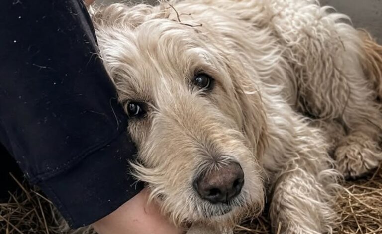 Vendono il cane del nonno dopo il funerale, la nipote lo ritrova e lo riporta a casa Mirage, un labradoodle di 14 anni, sarebbe stato ceduto per 80 euro. La nipote lo ha recuperato seguendo una volontà scritta del nonno. La decisione sarebbe stata presa la sera stessa del funerale. Mentre in casa si discuteva della successione, i quattro figli dell’uomo avrebbero stabilito di cedere Mirage, il suo anziano labradoodle, ritenendo difficile trovargli una nuova sistemazione. Il cane, 14 anni, sarebbe stato consegnato il mattino seguente a un uomo disposto a prenderlo per 80 euro. A recuperarlo è stata Inès, nipote del defunto e studentessa fuori sede, dopo aver trovato nell’agenda del nonno una disposizione scritta due anni prima. « Per Inès, alla mia morte — Mirage. » Mirage ceduto dopo la morte del proprietario Il labradoodle viveva con il nonno dall’anno della morte della moglie. L’uomo lo aveva accolto in casa e gli aveva riservato una poltrona accanto alla propria, nel salotto. Secondo il racconto della nipote, il cane gli rimaneva vicino soprattutto nei momenti di maggiore solitudine. Quando l’anziano piangeva, Mirage si limitava ad appoggiare la guancia contro la sua caviglia. La sera del funerale, Inès avrebbe ascoltato una conversazione tra i familiari. « Il cane, che ne facciamo? » « Ha 14 anni, non lo vuole nessuno. » « Inès è a 220 km, non può. » « Quello della strada di Lussac lo prende per 80 €. » La giovane si trovava nella casa di famiglia dopo essere rientrata dal collegio. Non sarebbe intervenuta immediatamente, ma avrebbe iniziato a cercare tra gli effetti personali del nonno. La volontà scritta nell’agenda Nel cassetto del comodino, Inès ha trovato un’agenda nera. Alla data del 22 settembre 2023 era riportata una breve annotazione, scritta con inchiostro blu: « Per Inès, alla mia morte — Mirage. » Il giorno successivo la ragazza si è messa alla ricerca del cane. Lo avrebbe ritrovato nel box numero 7 di una struttura non meglio precisata, disteso su della paglia sporca e in evidente stato di affaticamento. Mirage non avrebbe abbaiato quando l’ha vista. Dopo averla riconosciuta a distanza, ha mosso una sola volta la coda. La studentessa ricompra il cane Per portare via l’animale, Inès avrebbe pagato una somma superiore agli 80 euro ricevuti dalla famiglia. La spesa è stata sostenuta con la sua carta bancaria da studentessa. Una volta uscito dal box, Mirage si è avvicinato e ha appoggiato la guancia contro la caviglia della giovane, ripetendo lo stesso gesto che riservava al nonno. Il cane vive ora nella stanza del collegio della ragazza. A causa dell’età presenta difficoltà nei movimenti e continua a cercare punti luminosi o porte, come se attendesse ancora il ritorno del precedente proprietario. Nel racconto non sono indicati il luogo preciso, l’identità della persona che aveva acquistato il cane né eventuali contestazioni legali legate alla successione. La nipote considera però l’annotazione trovata nell’agenda come una volontà chiara: affidare a lei Mirage dopo la morte del nonno.