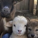 Capra perde il suo piccolo, poi accoglie un agnello orfano e un giovane lupo ferito