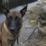 Malinois legato per cinque giorni a una vecchia chiusa, salvato dalla guardiana