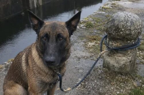 Malinois legato per cinque giorni a una vecchia chiusa, salvato dalla guardiana Khan è stato trovato sfinito sul bordo dell’acqua, immobilizzato con un nodo marinaro lungo un sentiero ormai abbandonato. Era ancora in piedi, con le zampe immerse nel fango e le costole visibili sotto il pelo bagnato. A pochi metri scorreva l’acqua del bacino. Intorno, soltanto rovi, pietre e vecchi anelli d’ormeggio arrugginiti. Khan, un malinois di quattro anni, sarebbe rimasto legato per cinque giorni alla bitta di una chiusa dismessa, lungo un sentiero di alaggio che non viene più utilizzato. A trovarlo è stata la guardiana dell’impianto, impegnata in un controllo dopo le piogge e il rapido innalzamento del livello dell’acqua. Secondo la sua testimonianza, il cane disponeva di appena due metri di corda e non aveva modo di liberarsi. Un eventuale salto nel canale avrebbe potuto trascinarlo sott’acqua. Khan trovato sulla riva della chiusa abbandonata La scoperta sarebbe avvenuta all’alba del 28 maggio, cinque giorni dopo il presunto abbandono. La donna, guardiana di chiusa da diciannove anni, ha raccontato di aver notato per prima la corda tesa tra l’erba. Poco più avanti c’era Khan, immobile sul bordo del bacino. Il cane non abbaiava e non tentava più di tirare. Aveva il muso sporco di terra, le labbra secche e gli occhi arrossati. La pietra attorno alla bitta mostrava un segno circolare provocato dallo sfregamento della corda. Un particolare che, secondo la donna, confermerebbe i numerosi tentativi compiuti dall’animale per allontanarsi o cercare aiuto. Anche il nodo avrebbe attirato la sua attenzione: un doppio nodo marinaro, stretto e resistente all’acqua, non compatibile con un gesto compiuto in modo frettoloso. Il salvataggio del malinois Khan Quando la guardiana ha estratto il coltello da lavoro per tagliare la corda, Khan si è irrigidito. La donna ha quindi appoggiato la lama a terra e ha continuato a parlargli con calma. « Ti tirerò fuori da lì, Khan. » Il nome era inciso su una medaglietta nascosta sotto il collare. Dopo il taglio della corda, il cane non è fuggito. Ha compiuto un passo indietro, poi è rimasto fermo a osservare il pezzo caduto nel fango. La donna gli ha offerto dell’acqua con la propria borraccia. Khan avrebbe bevuto prima lentamente, poi con maggiore urgenza, fino ad appoggiare tutto il fianco contro la gamba della guardiana. La corda conservata come prova Dopo il recupero, la corda è stata chiusa in un sacco e conservata nell’ufficio della chiusa. La donna ha fotografato anche il nodo e i segni lasciati sulla pietra. Nel racconto non sono indicati il luogo preciso, le condizioni veterinarie successive di Khan, l’identità del proprietario né l’eventuale presentazione di una denuncia. Restano inoltre da chiarire chi abbia condotto il cane lungo il sentiero dismesso e per quale ragione lo abbia lasciato legato a pochi metri dall’acqua.