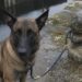 Malinois legato per cinque giorni a una vecchia chiusa, salvato dalla guardiana Khan è stato trovato sfinito sul bordo dell’acqua, immobilizzato con un nodo marinaro lungo un sentiero ormai abbandonato. Era ancora in piedi, con le zampe immerse nel fango e le costole visibili sotto il pelo bagnato. A pochi metri scorreva l’acqua del bacino. Intorno, soltanto rovi, pietre e vecchi anelli d’ormeggio arrugginiti. Khan, un malinois di quattro anni, sarebbe rimasto legato per cinque giorni alla bitta di una chiusa dismessa, lungo un sentiero di alaggio che non viene più utilizzato. A trovarlo è stata la guardiana dell’impianto, impegnata in un controllo dopo le piogge e il rapido innalzamento del livello dell’acqua. Secondo la sua testimonianza, il cane disponeva di appena due metri di corda e non aveva modo di liberarsi. Un eventuale salto nel canale avrebbe potuto trascinarlo sott’acqua. Khan trovato sulla riva della chiusa abbandonata La scoperta sarebbe avvenuta all’alba del 28 maggio, cinque giorni dopo il presunto abbandono. La donna, guardiana di chiusa da diciannove anni, ha raccontato di aver notato per prima la corda tesa tra l’erba. Poco più avanti c’era Khan, immobile sul bordo del bacino. Il cane non abbaiava e non tentava più di tirare. Aveva il muso sporco di terra, le labbra secche e gli occhi arrossati. La pietra attorno alla bitta mostrava un segno circolare provocato dallo sfregamento della corda. Un particolare che, secondo la donna, confermerebbe i numerosi tentativi compiuti dall’animale per allontanarsi o cercare aiuto. Anche il nodo avrebbe attirato la sua attenzione: un doppio nodo marinaro, stretto e resistente all’acqua, non compatibile con un gesto compiuto in modo frettoloso. Il salvataggio del malinois Khan Quando la guardiana ha estratto il coltello da lavoro per tagliare la corda, Khan si è irrigidito. La donna ha quindi appoggiato la lama a terra e ha continuato a parlargli con calma. « Ti tirerò fuori da lì, Khan. » Il nome era inciso su una medaglietta nascosta sotto il collare. Dopo il taglio della corda, il cane non è fuggito. Ha compiuto un passo indietro, poi è rimasto fermo a osservare il pezzo caduto nel fango. La donna gli ha offerto dell’acqua con la propria borraccia. Khan avrebbe bevuto prima lentamente, poi con maggiore urgenza, fino ad appoggiare tutto il fianco contro la gamba della guardiana. La corda conservata come prova Dopo il recupero, la corda è stata chiusa in un sacco e conservata nell’ufficio della chiusa. La donna ha fotografato anche il nodo e i segni lasciati sulla pietra. Nel racconto non sono indicati il luogo preciso, le condizioni veterinarie successive di Khan, l’identità del proprietario né l’eventuale presentazione di una denuncia. Restano inoltre da chiarire chi abbia condotto il cane lungo il sentiero dismesso e per quale ragione lo abbia lasciato legato a pochi metri dall’acqua.