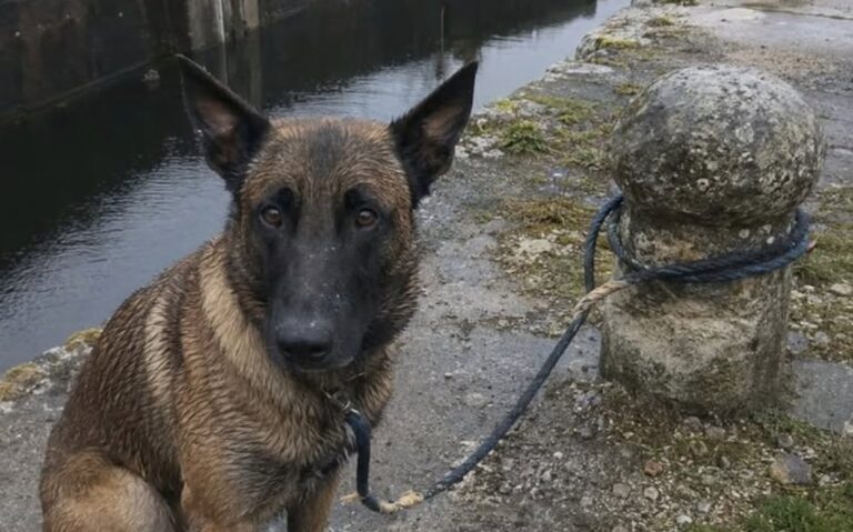 Malinois legato per cinque giorni a una vecchia chiusa, salvato dalla guardiana Khan è stato trovato sfinito sul bordo dell’acqua, immobilizzato con un nodo marinaro lungo un sentiero ormai abbandonato. Era ancora in piedi, con le zampe immerse nel fango e le costole visibili sotto il pelo bagnato. A pochi metri scorreva l’acqua del bacino. Intorno, soltanto rovi, pietre e vecchi anelli d’ormeggio arrugginiti. Khan, un malinois di quattro anni, sarebbe rimasto legato per cinque giorni alla bitta di una chiusa dismessa, lungo un sentiero di alaggio che non viene più utilizzato. A trovarlo è stata la guardiana dell’impianto, impegnata in un controllo dopo le piogge e il rapido innalzamento del livello dell’acqua. Secondo la sua testimonianza, il cane disponeva di appena due metri di corda e non aveva modo di liberarsi. Un eventuale salto nel canale avrebbe potuto trascinarlo sott’acqua. Khan trovato sulla riva della chiusa abbandonata La scoperta sarebbe avvenuta all’alba del 28 maggio, cinque giorni dopo il presunto abbandono. La donna, guardiana di chiusa da diciannove anni, ha raccontato di aver notato per prima la corda tesa tra l’erba. Poco più avanti c’era Khan, immobile sul bordo del bacino. Il cane non abbaiava e non tentava più di tirare. Aveva il muso sporco di terra, le labbra secche e gli occhi arrossati. La pietra attorno alla bitta mostrava un segno circolare provocato dallo sfregamento della corda. Un particolare che, secondo la donna, confermerebbe i numerosi tentativi compiuti dall’animale per allontanarsi o cercare aiuto. Anche il nodo avrebbe attirato la sua attenzione: un doppio nodo marinaro, stretto e resistente all’acqua, non compatibile con un gesto compiuto in modo frettoloso. Il salvataggio del malinois Khan Quando la guardiana ha estratto il coltello da lavoro per tagliare la corda, Khan si è irrigidito. La donna ha quindi appoggiato la lama a terra e ha continuato a parlargli con calma. « Ti tirerò fuori da lì, Khan. » Il nome era inciso su una medaglietta nascosta sotto il collare. Dopo il taglio della corda, il cane non è fuggito. Ha compiuto un passo indietro, poi è rimasto fermo a osservare il pezzo caduto nel fango. La donna gli ha offerto dell’acqua con la propria borraccia. Khan avrebbe bevuto prima lentamente, poi con maggiore urgenza, fino ad appoggiare tutto il fianco contro la gamba della guardiana. La corda conservata come prova Dopo il recupero, la corda è stata chiusa in un sacco e conservata nell’ufficio della chiusa. La donna ha fotografato anche il nodo e i segni lasciati sulla pietra. Nel racconto non sono indicati il luogo preciso, le condizioni veterinarie successive di Khan, l’identità del proprietario né l’eventuale presentazione di una denuncia. Restano inoltre da chiarire chi abbia condotto il cane lungo il sentiero dismesso e per quale ragione lo abbia lasciato legato a pochi metri dall’acqua.