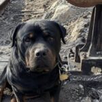 Rottweiler legato per cinque giorni a un segnale ferroviario, salvato sul binario morto