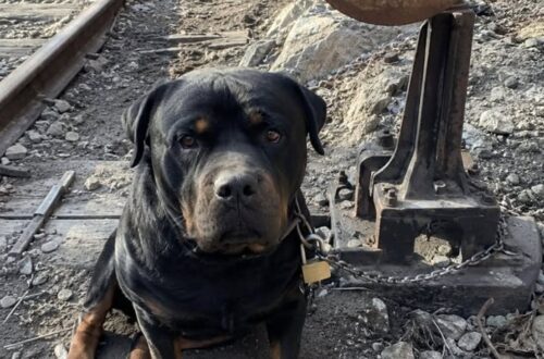 Rottweiler legato per cinque giorni a un segnale ferroviario, salvato sul binario morto Bronx è stato trovato disidratato e con i cuscinetti ustionati, immobilizzato con una catena in un’area ferroviaria ormai dismessa. Era legato a un vecchio segnale ferroviario con due metri di catena, in fondo a un binario morto che non veniva più utilizzato da anni. Attorno alle zampe, il pietrisco era stato smosso dai continui tentativi di muoversi entro lo spazio concesso dal guinzaglio. Bronx, un rottweiler di cinque anni, sarebbe rimasto in quelle condizioni per cinque giorni, senza acqua, cibo o riparo dal sole. A trovarlo è stata una manovratrice ferroviaria durante un controllo nell’area isolata, a circa 200 metri dal primo passaggio a livello. Il cane appariva stremato, con la lingua secca, gli occhi arrossati e il corpo indebolito dalla disidratazione. Bronx trovato sul binario ferroviario dismesso La scoperta è avvenuta la mattina del quinto giorno. La donna, che lavora nell’impianto da vent’anni, ha notato il cane accanto al palo del vecchio segnale. Bronx non ha abbaiato né mostrato aggressività. È rimasto con la testa bassa e la catena completamente tesa, osservando la manovratrice senza avvicinarsi. Sul pietrisco era visibile un cerchio tracciato dai suoi spostamenti ripetuti. Durante le ore più calde, il ballast esposto al sole avrebbe provocato ustioni sotto le zampe. La catena era avvolta più volte intorno al palo e chiusa con un lucchetto nuovo, ancora oliato. Un dettaglio che, secondo la testimone, farebbe pensare a un gesto preparato e alla scelta intenzionale di un luogo poco frequentato. L’acqua lasciata a distanza e l’arrivo dei soccorsi La manovratrice ha chiamato i soccorsi e ha appoggiato la propria borraccia a terra, mantenendosi a distanza per non spaventare l’animale. Inizialmente Bronx è arretrato. Dopo aver annusato l’aria, si è avvicinato lentamente all’acqua e ha iniziato a bere a piccoli sorsi. Un volontario è poi arrivato con le tronchesi. Al rumore del metallo, il rottweiler si è irrigidito e ha cercato di arretrare sulle pietre. La donna ha continuato a pronunciare il suo nome per tranquillizzarlo. Quando la catena è stata recisa, Bronx non è fuggito. È rimasto immobile per alcuni istanti, poi ha appoggiato il muso contro la gamba della manovratrice. Le ustioni e il ricovero nel rifugio Il cane è stato accompagnato in un rifugio e sottoposto alle cure veterinarie. Gli accertamenti avrebbero evidenziato disidratazione, perdita di peso e ustioni ai cuscinetti provocate dal pietrisco surriscaldato. Durante i primi tre giorni Bronx ha dormito rivolto verso la porta, mantenendo un atteggiamento vigile anche nei momenti di riposo. Solo in seguito ha iniziato a rilassarsi in presenza della donna che lo aveva trovato. Il lucchetto utilizzato per immobilizzarlo è stato conservato in un sacchetto sulla scrivania del rifugio, insieme agli altri elementi raccolti dopo il recupero. Nel racconto non sono indicati il luogo preciso, l’identità del proprietario né gli eventuali sviluppi delle indagini. Resta da chiarire chi abbia condotto il cane lungo il binario dismesso e lo abbia legato al segnale ferroviario.
