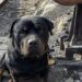 Rottweiler legato per cinque giorni a un segnale ferroviario, salvato sul binario morto Bronx è stato trovato disidratato e con i cuscinetti ustionati, immobilizzato con una catena in un’area ferroviaria ormai dismessa. Era legato a un vecchio segnale ferroviario con due metri di catena, in fondo a un binario morto che non veniva più utilizzato da anni. Attorno alle zampe, il pietrisco era stato smosso dai continui tentativi di muoversi entro lo spazio concesso dal guinzaglio. Bronx, un rottweiler di cinque anni, sarebbe rimasto in quelle condizioni per cinque giorni, senza acqua, cibo o riparo dal sole. A trovarlo è stata una manovratrice ferroviaria durante un controllo nell’area isolata, a circa 200 metri dal primo passaggio a livello. Il cane appariva stremato, con la lingua secca, gli occhi arrossati e il corpo indebolito dalla disidratazione. Bronx trovato sul binario ferroviario dismesso La scoperta è avvenuta la mattina del quinto giorno. La donna, che lavora nell’impianto da vent’anni, ha notato il cane accanto al palo del vecchio segnale. Bronx non ha abbaiato né mostrato aggressività. È rimasto con la testa bassa e la catena completamente tesa, osservando la manovratrice senza avvicinarsi. Sul pietrisco era visibile un cerchio tracciato dai suoi spostamenti ripetuti. Durante le ore più calde, il ballast esposto al sole avrebbe provocato ustioni sotto le zampe. La catena era avvolta più volte intorno al palo e chiusa con un lucchetto nuovo, ancora oliato. Un dettaglio che, secondo la testimone, farebbe pensare a un gesto preparato e alla scelta intenzionale di un luogo poco frequentato. L’acqua lasciata a distanza e l’arrivo dei soccorsi La manovratrice ha chiamato i soccorsi e ha appoggiato la propria borraccia a terra, mantenendosi a distanza per non spaventare l’animale. Inizialmente Bronx è arretrato. Dopo aver annusato l’aria, si è avvicinato lentamente all’acqua e ha iniziato a bere a piccoli sorsi. Un volontario è poi arrivato con le tronchesi. Al rumore del metallo, il rottweiler si è irrigidito e ha cercato di arretrare sulle pietre. La donna ha continuato a pronunciare il suo nome per tranquillizzarlo. Quando la catena è stata recisa, Bronx non è fuggito. È rimasto immobile per alcuni istanti, poi ha appoggiato il muso contro la gamba della manovratrice. Le ustioni e il ricovero nel rifugio Il cane è stato accompagnato in un rifugio e sottoposto alle cure veterinarie. Gli accertamenti avrebbero evidenziato disidratazione, perdita di peso e ustioni ai cuscinetti provocate dal pietrisco surriscaldato. Durante i primi tre giorni Bronx ha dormito rivolto verso la porta, mantenendo un atteggiamento vigile anche nei momenti di riposo. Solo in seguito ha iniziato a rilassarsi in presenza della donna che lo aveva trovato. Il lucchetto utilizzato per immobilizzarlo è stato conservato in un sacchetto sulla scrivania del rifugio, insieme agli altri elementi raccolti dopo il recupero. Nel racconto non sono indicati il luogo preciso, l’identità del proprietario né gli eventuali sviluppi delle indagini. Resta da chiarire chi abbia condotto il cane lungo il binario dismesso e lo abbia legato al segnale ferroviario.