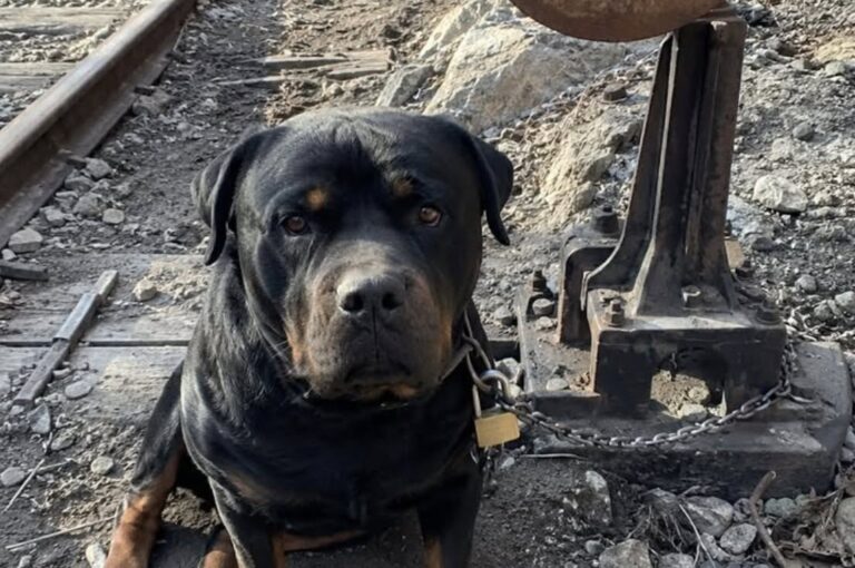 Rottweiler legato per cinque giorni a un segnale ferroviario, salvato sul binario morto Bronx è stato trovato disidratato e con i cuscinetti ustionati, immobilizzato con una catena in un’area ferroviaria ormai dismessa. Era legato a un vecchio segnale ferroviario con due metri di catena, in fondo a un binario morto che non veniva più utilizzato da anni. Attorno alle zampe, il pietrisco era stato smosso dai continui tentativi di muoversi entro lo spazio concesso dal guinzaglio. Bronx, un rottweiler di cinque anni, sarebbe rimasto in quelle condizioni per cinque giorni, senza acqua, cibo o riparo dal sole. A trovarlo è stata una manovratrice ferroviaria durante un controllo nell’area isolata, a circa 200 metri dal primo passaggio a livello. Il cane appariva stremato, con la lingua secca, gli occhi arrossati e il corpo indebolito dalla disidratazione. Bronx trovato sul binario ferroviario dismesso La scoperta è avvenuta la mattina del quinto giorno. La donna, che lavora nell’impianto da vent’anni, ha notato il cane accanto al palo del vecchio segnale. Bronx non ha abbaiato né mostrato aggressività. È rimasto con la testa bassa e la catena completamente tesa, osservando la manovratrice senza avvicinarsi. Sul pietrisco era visibile un cerchio tracciato dai suoi spostamenti ripetuti. Durante le ore più calde, il ballast esposto al sole avrebbe provocato ustioni sotto le zampe. La catena era avvolta più volte intorno al palo e chiusa con un lucchetto nuovo, ancora oliato. Un dettaglio che, secondo la testimone, farebbe pensare a un gesto preparato e alla scelta intenzionale di un luogo poco frequentato. L’acqua lasciata a distanza e l’arrivo dei soccorsi La manovratrice ha chiamato i soccorsi e ha appoggiato la propria borraccia a terra, mantenendosi a distanza per non spaventare l’animale. Inizialmente Bronx è arretrato. Dopo aver annusato l’aria, si è avvicinato lentamente all’acqua e ha iniziato a bere a piccoli sorsi. Un volontario è poi arrivato con le tronchesi. Al rumore del metallo, il rottweiler si è irrigidito e ha cercato di arretrare sulle pietre. La donna ha continuato a pronunciare il suo nome per tranquillizzarlo. Quando la catena è stata recisa, Bronx non è fuggito. È rimasto immobile per alcuni istanti, poi ha appoggiato il muso contro la gamba della manovratrice. Le ustioni e il ricovero nel rifugio Il cane è stato accompagnato in un rifugio e sottoposto alle cure veterinarie. Gli accertamenti avrebbero evidenziato disidratazione, perdita di peso e ustioni ai cuscinetti provocate dal pietrisco surriscaldato. Durante i primi tre giorni Bronx ha dormito rivolto verso la porta, mantenendo un atteggiamento vigile anche nei momenti di riposo. Solo in seguito ha iniziato a rilassarsi in presenza della donna che lo aveva trovato. Il lucchetto utilizzato per immobilizzarlo è stato conservato in un sacchetto sulla scrivania del rifugio, insieme agli altri elementi raccolti dopo il recupero. Nel racconto non sono indicati il luogo preciso, l’identità del proprietario né gli eventuali sviluppi delle indagini. Resta da chiarire chi abbia condotto il cane lungo il binario dismesso e lo abbia legato al segnale ferroviario.