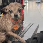 Vigile del fuoco forza un camion e trova un chihuahua nascosto tra le casse