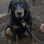 Cane incatenato per sei giorni a un capanno da caccia, salvato nella foresta