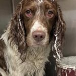 Cane ricoperto di vernice mentre dorme, due bambini assistono alla scena