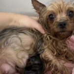Porta la cagnolina dal toelettatore, poche ore dopo partorisce tre cuccioli