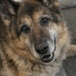 Cane compie 19 anni, non vede più ma continua ad accogliere ogni giorno scodinzolando