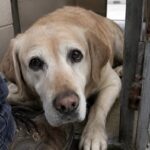 Cane da soccorso dimenticato per due anni in rifugio, l’ex conduttore lo ritrova