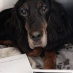 Chiedono di sopprimere Whisky prima del trasloco, la veterinaria rifiuta