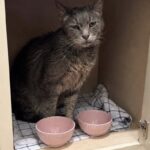 Gatto dimenticato per tre giorni in un pensile, tecnico lo trova durante la lettura del contatore