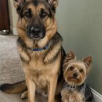 Vanno al rifugio per adottare un cane, tornano a casa con una coppia inseparabile