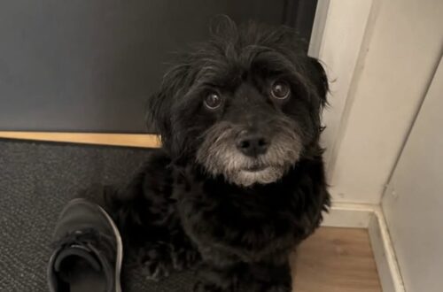 Portinaia denuncia l’abbandono di un cane: «Ha aspettato nove giorni dietro la porta» Réglisse sarebbe rimasto solo nell’appartamento dopo la partenza degli inquilini. A raccontare l’accaduto è la portinaia del residence. Per nove giorni Réglisse avrebbe continuato ad aspettare davanti alla porta di casa, senza capire che i suoi proprietari non sarebbero tornati. A raccontare la vicenda è la portinaia di un residence, che sostiene di aver trovato il cane ancora nell’appartamento dopo la riconsegna delle chiavi da parte degli inquilini del quinto piano. La donna lavora nello stabile da ventidue anni e conosceva già l’animale. Per tre estati consecutive, racconta, si era occupata di lui durante le vacanze della famiglia. Proprio per questo avrebbe riconosciuto immediatamente anche la grafia sul libretto delle vaccinazioni, trovato sotto la porta della guardiola. Il nome del cane, Réglisse, era scritto a matita. Nessun altro messaggio avrebbe accompagnato il documento. Réglisse lasciato nell’appartamento: il racconto della portinaia Secondo la testimonianza, gli inquilini avrebbero restituito le chiavi senza avvertire la donna della presenza dell’animale. La portinaia racconta di aver inizialmente pensato a un imprevisto o a una partenza temporanea. Nei giorni successivi sarebbe salita più volte davanti all’appartamento, sentendo il cane muoversi dietro la porta. «Réglisse vi ha aspettati per nove giorni dietro la vostra porta», scrive nel suo racconto. La donna ricorda anche le indicazioni che le venivano lasciate negli anni precedenti quando si occupava del cane durante l’estate: «crocchette al mattino, un po’ di paté la sera, non troppi premietti». Proprio il contrasto tra quelle istruzioni dettagliate e l’assenza di qualsiasi comunicazione al momento della partenza è uno degli elementi al centro della sua denuncia. La porta aperta il nono giorno La situazione sarebbe cambiata al nono giorno, quando la portinaia avrebbe fatto aprire l’appartamento. All’interno avrebbe trovato Réglisse seduto nell’ingresso, con il pelo arruffato e visibilmente provato. Il cane, riferisce la donna, non sarebbe corso immediatamente verso l’uscita e non avrebbe abbaiato. «Ha soltanto alzato la testa», racconta. La portinaia dice quindi di averlo preso in braccio e portato con sé nella guardiola. L’animale avrebbe continuato a restare vicino alla porta a vetri, rivolto verso il vialetto, quasi in attesa del ritorno delle persone con cui aveva vissuto. A quel punto la donna ha deciso di occuparsi personalmente di lui. Sul libretto delle vaccinazioni, accanto al nome dell’animale, ha scritto il proprio. «Non a matita. A penna», conclude.