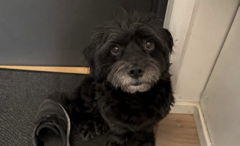 Portinaia denuncia l’abbandono di un cane: «Ha aspettato nove giorni dietro la porta» Réglisse sarebbe rimasto solo nell’appartamento dopo la partenza degli inquilini. A raccontare l’accaduto è la portinaia del residence. Per nove giorni Réglisse avrebbe continuato ad aspettare davanti alla porta di casa, senza capire che i suoi proprietari non sarebbero tornati. A raccontare la vicenda è la portinaia di un residence, che sostiene di aver trovato il cane ancora nell’appartamento dopo la riconsegna delle chiavi da parte degli inquilini del quinto piano. La donna lavora nello stabile da ventidue anni e conosceva già l’animale. Per tre estati consecutive, racconta, si era occupata di lui durante le vacanze della famiglia. Proprio per questo avrebbe riconosciuto immediatamente anche la grafia sul libretto delle vaccinazioni, trovato sotto la porta della guardiola. Il nome del cane, Réglisse, era scritto a matita. Nessun altro messaggio avrebbe accompagnato il documento. Réglisse lasciato nell’appartamento: il racconto della portinaia Secondo la testimonianza, gli inquilini avrebbero restituito le chiavi senza avvertire la donna della presenza dell’animale. La portinaia racconta di aver inizialmente pensato a un imprevisto o a una partenza temporanea. Nei giorni successivi sarebbe salita più volte davanti all’appartamento, sentendo il cane muoversi dietro la porta. «Réglisse vi ha aspettati per nove giorni dietro la vostra porta», scrive nel suo racconto. La donna ricorda anche le indicazioni che le venivano lasciate negli anni precedenti quando si occupava del cane durante l’estate: «crocchette al mattino, un po’ di paté la sera, non troppi premietti». Proprio il contrasto tra quelle istruzioni dettagliate e l’assenza di qualsiasi comunicazione al momento della partenza è uno degli elementi al centro della sua denuncia. La porta aperta il nono giorno La situazione sarebbe cambiata al nono giorno, quando la portinaia avrebbe fatto aprire l’appartamento. All’interno avrebbe trovato Réglisse seduto nell’ingresso, con il pelo arruffato e visibilmente provato. Il cane, riferisce la donna, non sarebbe corso immediatamente verso l’uscita e non avrebbe abbaiato. «Ha soltanto alzato la testa», racconta. La portinaia dice quindi di averlo preso in braccio e portato con sé nella guardiola. L’animale avrebbe continuato a restare vicino alla porta a vetri, rivolto verso il vialetto, quasi in attesa del ritorno delle persone con cui aveva vissuto. A quel punto la donna ha deciso di occuparsi personalmente di lui. Sul libretto delle vaccinazioni, accanto al nome dell’animale, ha scritto il proprio. «Non a matita. A penna», conclude.