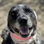 Orso entra nella fattoria, Honey, una cagnolina cieca, lo affronta da sola e resta gravemente ferita
