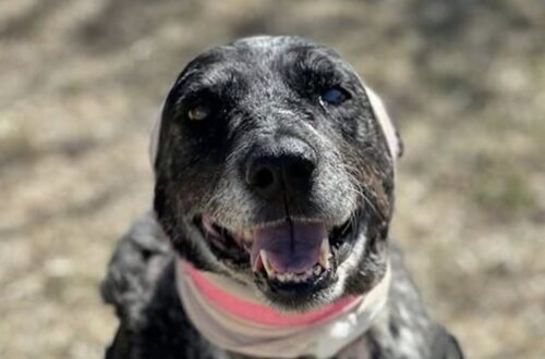 La cagnolina, anziana e parzialmente cieca, è rimasta gravemente ferita dopo lo scontro. Nessuna gallina né cavallo è stato attaccato.
