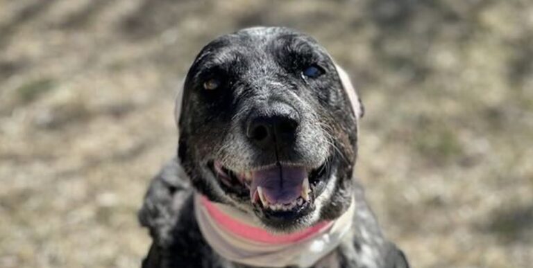 La cagnolina, anziana e parzialmente cieca, è rimasta gravemente ferita dopo lo scontro. Nessuna gallina né cavallo è stato attaccato.