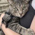 Parroco vuole far rimuovere il gatto dal campanile, l’architetta: «È della parrocchia»
